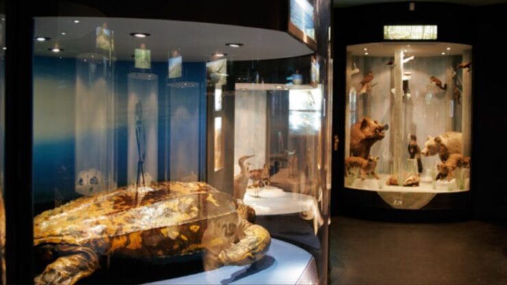 Izložbe i zbirke u Prirodoslovnom muzeju Rijeka