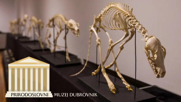 zbirke i izložbe prirodoslovni muzej dubrovnik